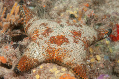 Anthenea sidneyensis