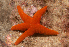 Fromia polypora