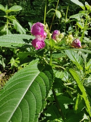 Impatiens glandulifera