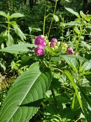 Impatiens glandulifera