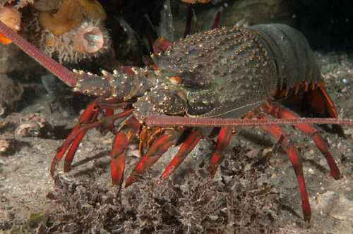 Sagmariasus verreauxi (H.Milne-Edwards, 1851)