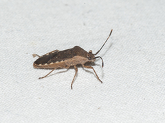 Catorhintha guttula