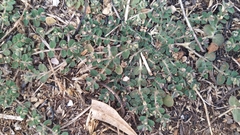 Euphorbia chamaesyce
