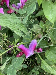 Lathyrus grandiflorus