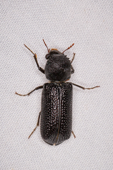 Bostrychopsis jesuita