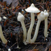 Inocybe geophylla - Photo (c) tombigelow,  זכויות יוצרים חלקיות (CC BY-NC), uploaded by tombigelow