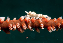 Pontonides ankeri