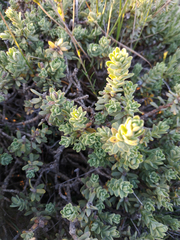 Thymelaea tinctoria