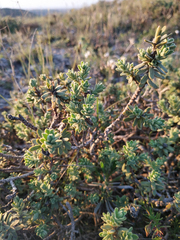 Thymelaea tinctoria