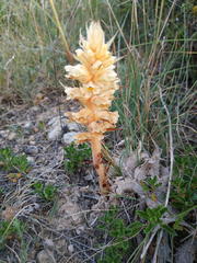 Orobanche amethystea