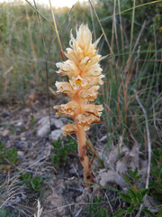 Orobanche amethystea