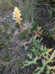 Orobanche amethystea