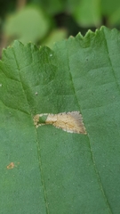 Phyllonorycter nicellii