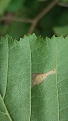 Phyllonorycter nicellii