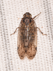 Melanoliarus placitus