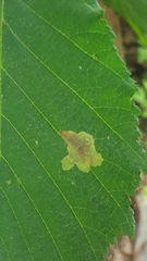 Cameraria ohridella