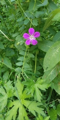 Geranium