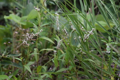 Persicaria japonica