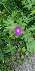 Geranium