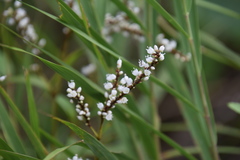 Persicaria japonica