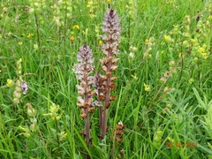 Orobanche reticulata