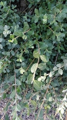 Magnoliopsida