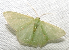 Prasinocyma iosticta