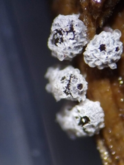 Didymium squamulosum