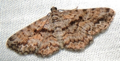 Boarmia suasaria