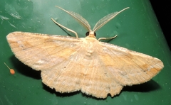 Syneora lithina