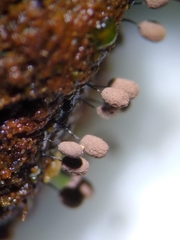 Comatricha meandrispora
