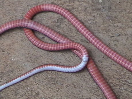 Asian Coralsnakes