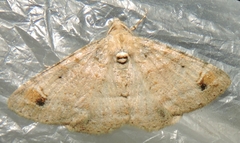 Syneora hemeropa