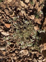 Arenaria aggregata