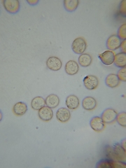 Comatricha meandrispora