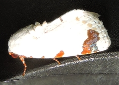 Chasmina pulchra