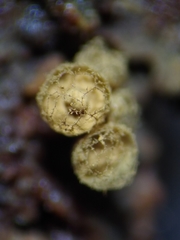 Cribraria argillacea