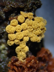 Cribraria argillacea