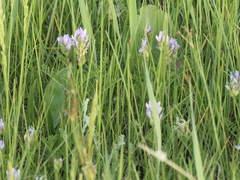 Astragalus austrosibiricus