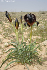Iris atrofusca