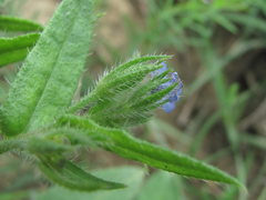 Anchusa arvensis orientalis