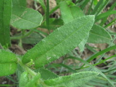 Anchusa arvensis orientalis