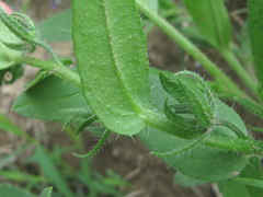 Anchusa arvensis orientalis