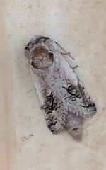 Parahypopta caestrum
