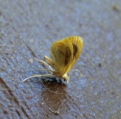 Glaphyria fulminalis