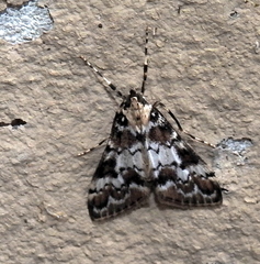 Paschiodes mesoleucalis