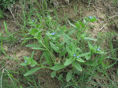 Anchusa arvensis orientalis