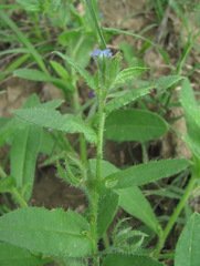 Anchusa arvensis orientalis