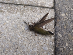 Archilochus colubris