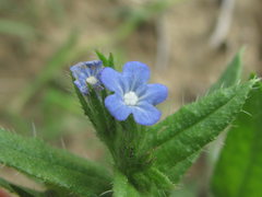 Anchusa arvensis orientalis